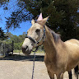 Meet your Posher, Maya